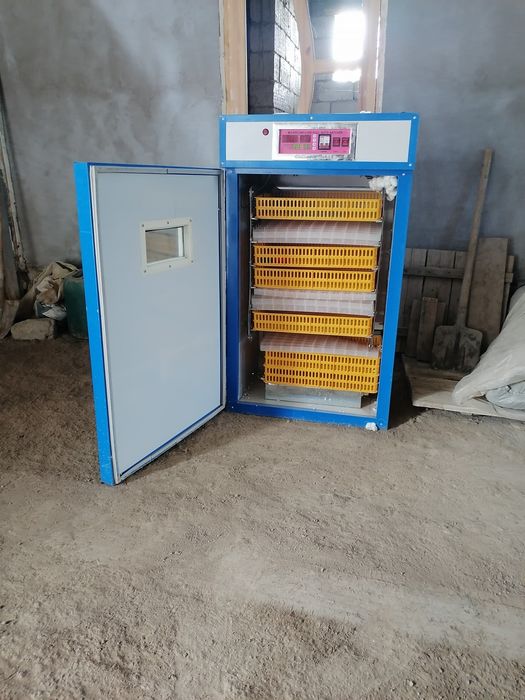 Inkubator 500talik kafolati bilan