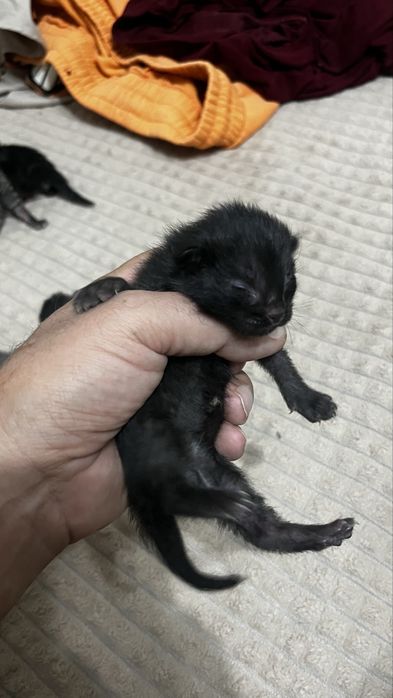 Котенок Уголек ищет семью.