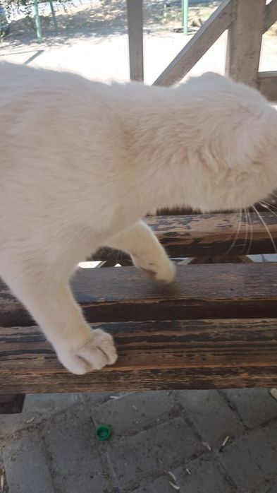 Породистый котик. В очень добрые ручки