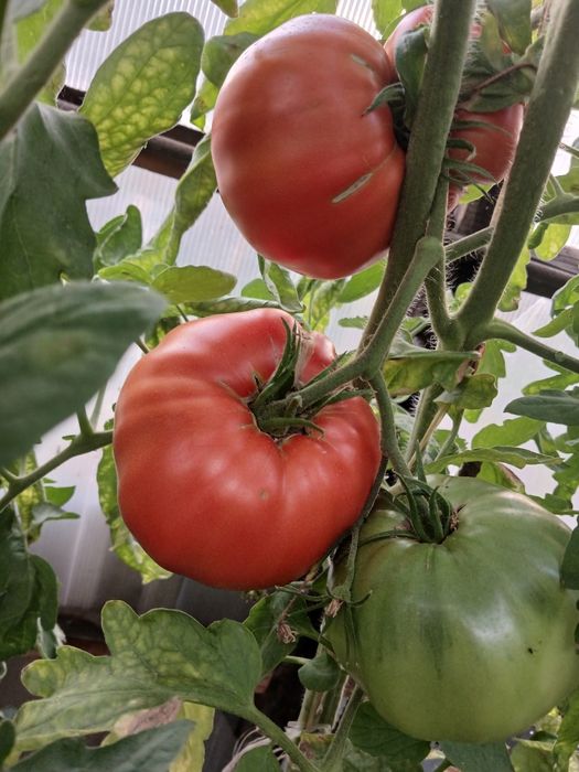 Продам помидоры домашние