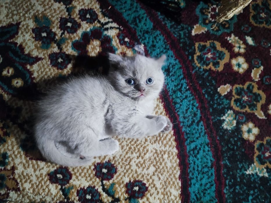 Котята вислоухие скоттиш фолд и скоттиш страйк