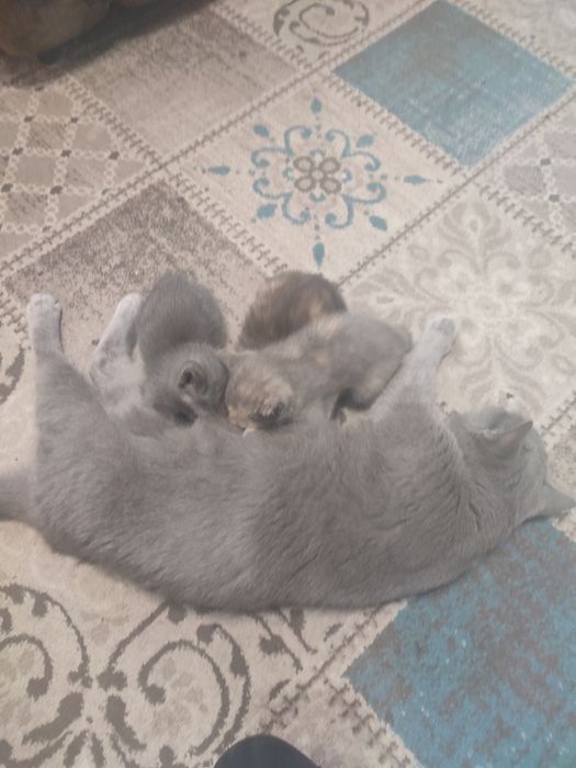 Милые котята даром