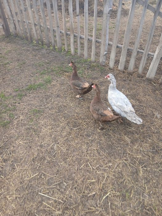 Familie rațe leșești ( mute) 2+1