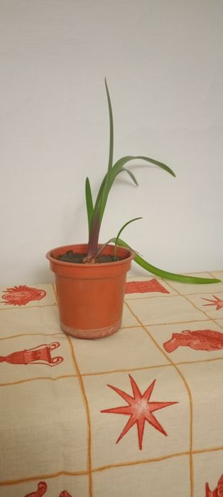 Продам цветы цены разные