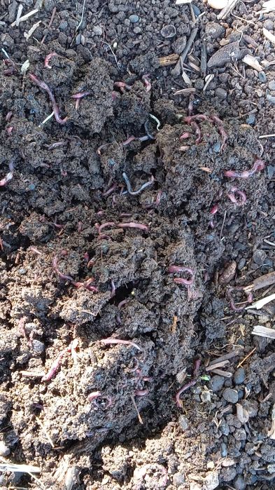 Биогумус                             .