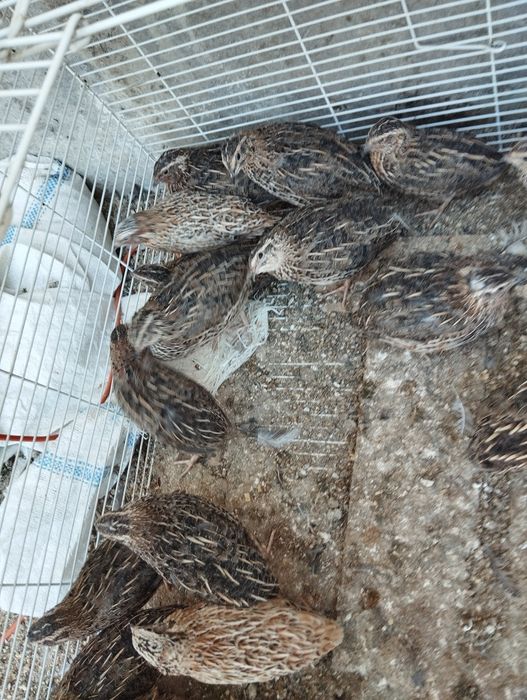 Бедоналар сотилади 50 кундик