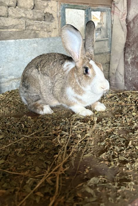 Hycole Francez pui si adulti