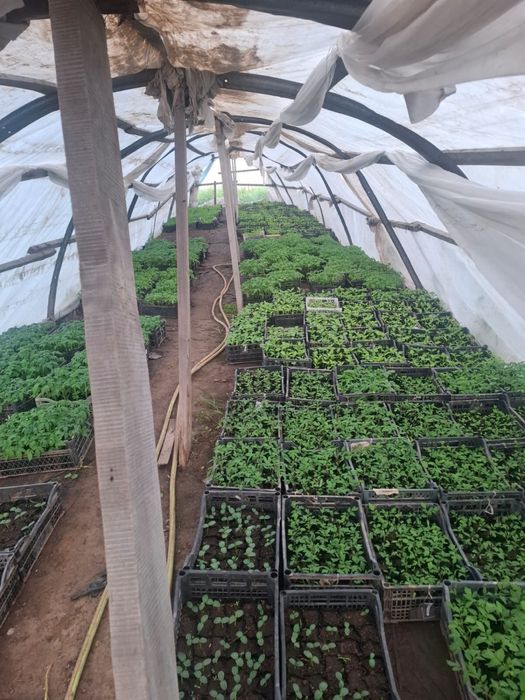 Продаем россаду