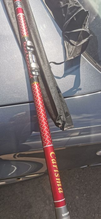 Bologneză  baracuda 6m