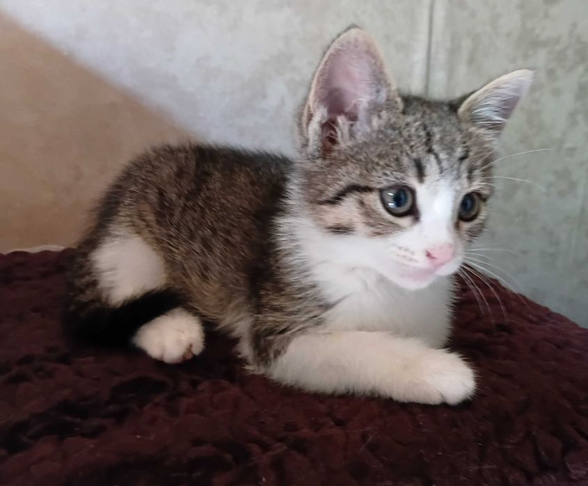 Котёнок девочка ищет дом