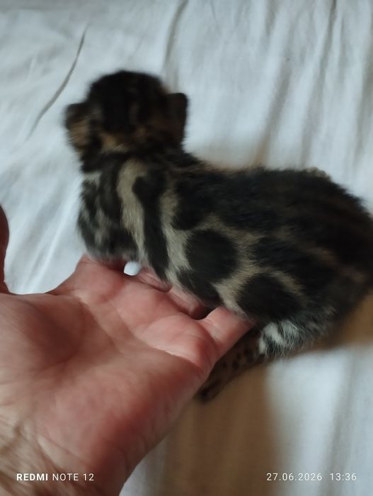 Бенгальский котик. Золотой