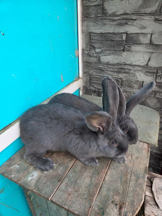 Iepuri Uriaș German Albastru