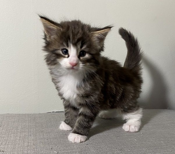 Maine Coon disponibil