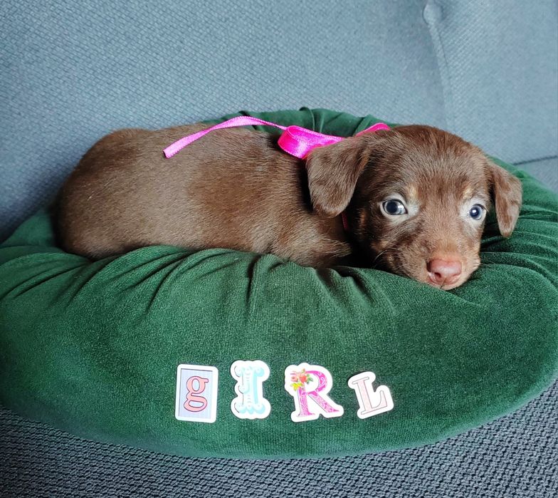 Caine Teckel Dachshund