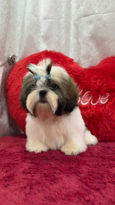 Ши-тцу кукольные щенки