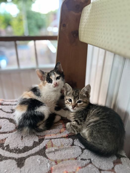 Отдам котят в хорошие руки!!!