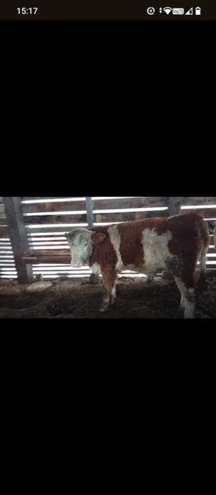 Vând 5 viței bolțari cu acte.