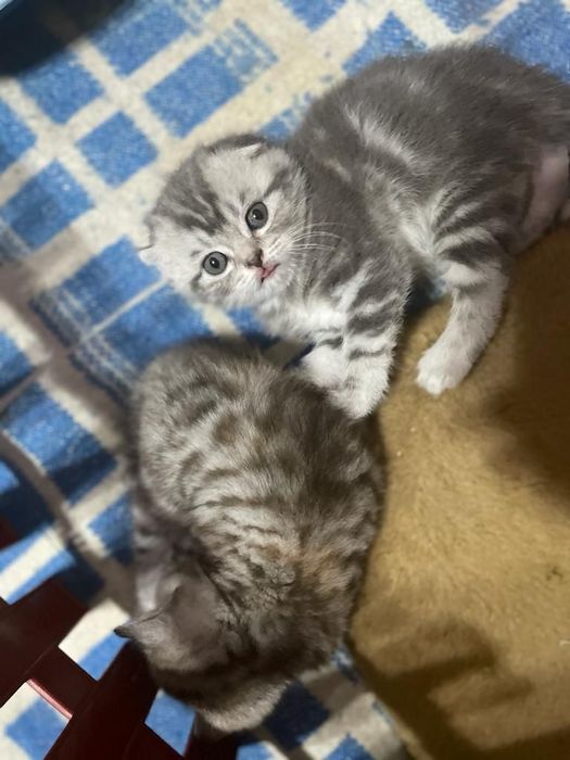Котята Шотландской Породы.