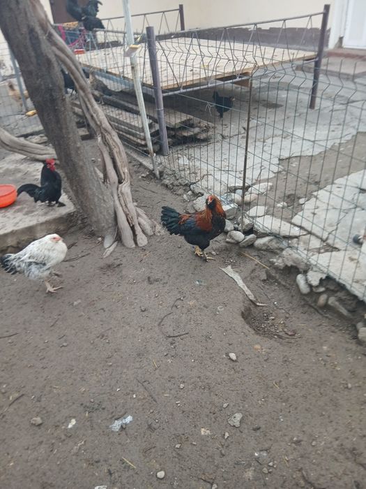 Хўрозлар сотилади.