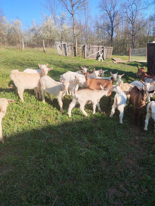 Tapi si iedute de vanzare