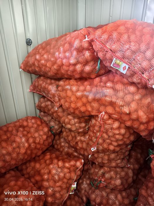 Картошка семена сорт Гала