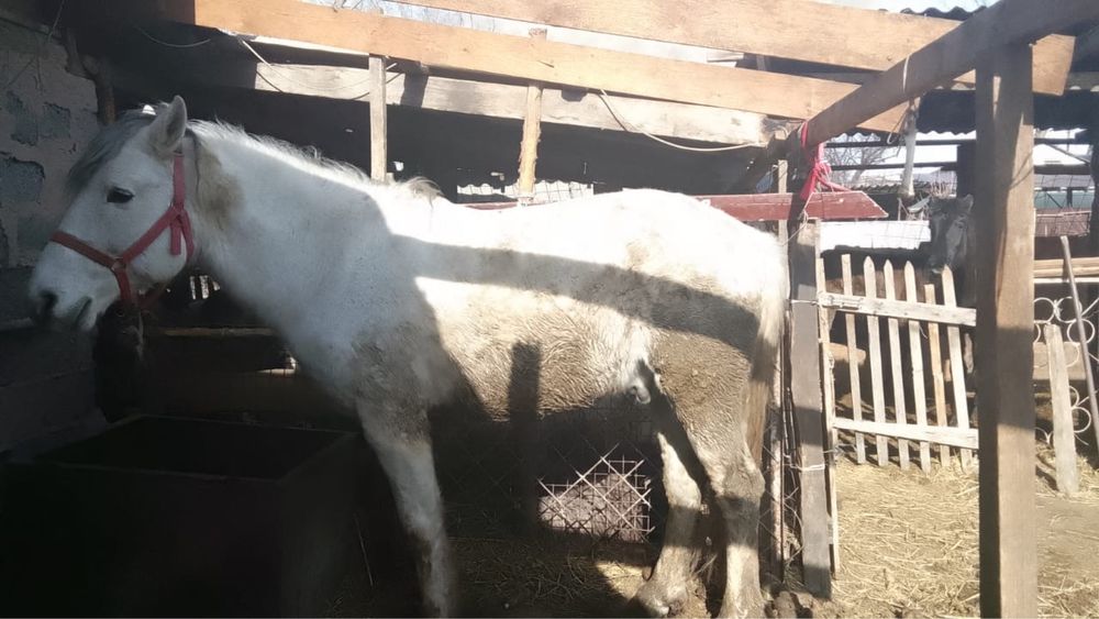 Айғыр сатылады. .