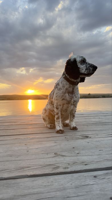 Собака бесплатно.