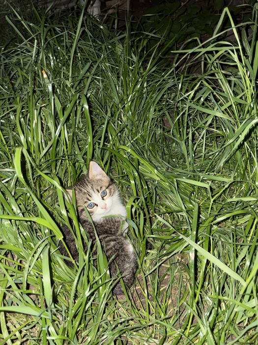 Отдам  котят 2 месяца