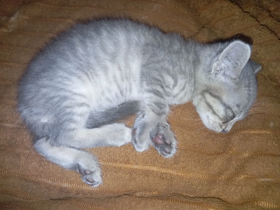 Отдам мальчика котенка