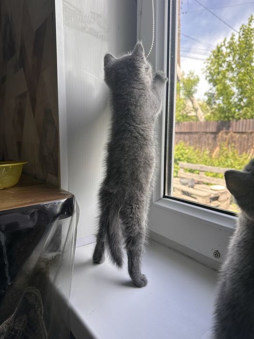 Продам породистого котенка