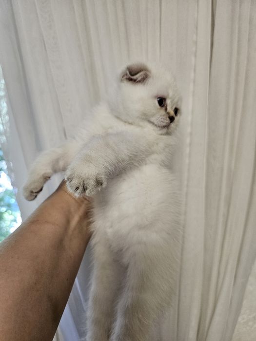 Котенок шотландской вислоухий
