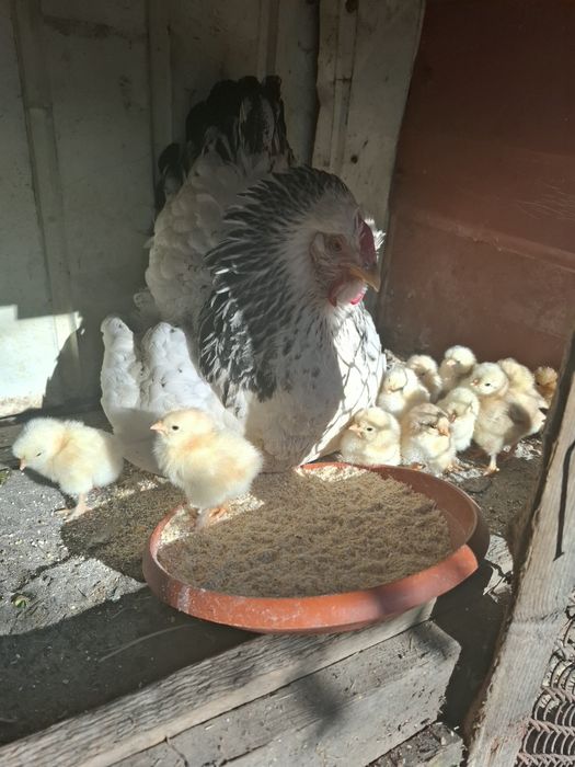 Vând cloșcă cu 13 pui