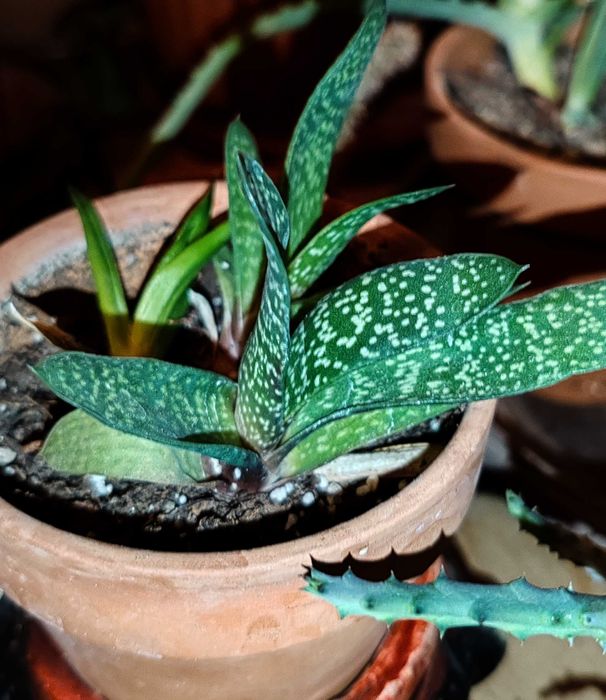 Цъфтящи сукулентни и кактуси, и други растения