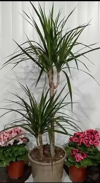 Красивые и Уютные Цветы Для Вас