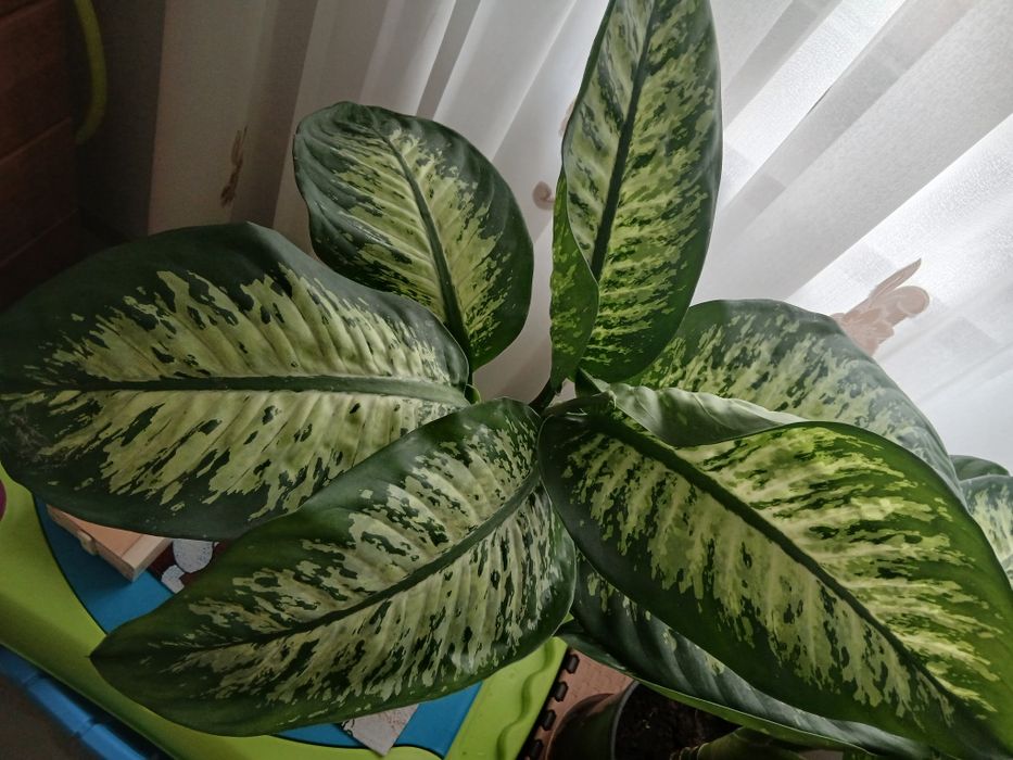 Vând flori dieffenbachia superbe