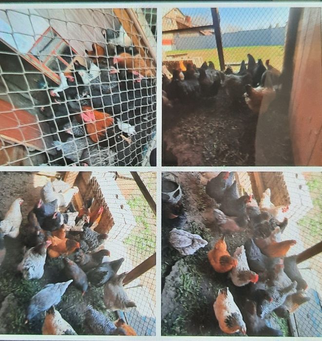 Продам куры домашние