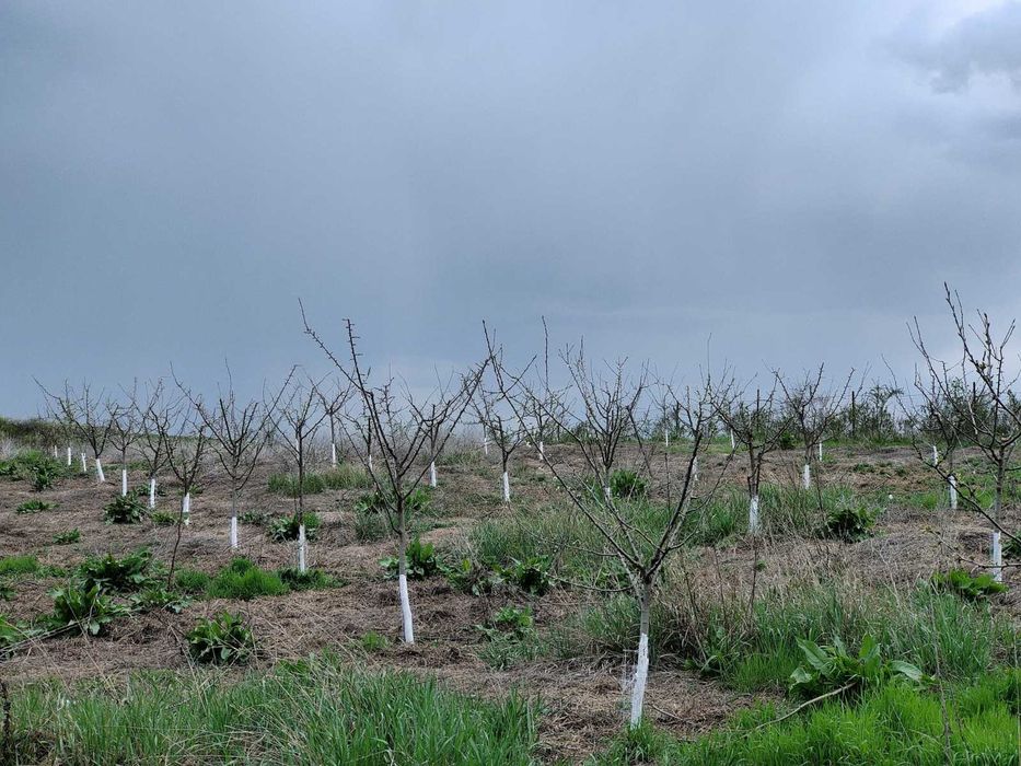 Casă cu livadă, viță de vie și teren arabil Mogoșești Olt