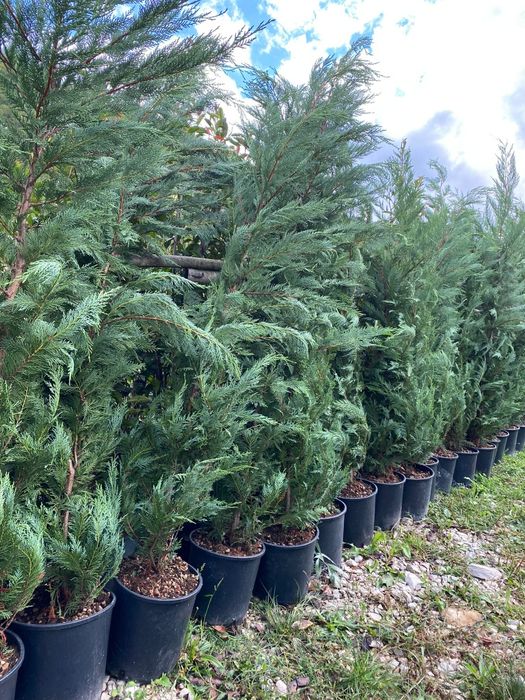 Leylandii de Gard Viu la Ghiveci