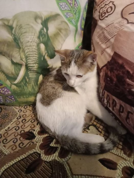 Котёнок даром. Срочно.  Муратбаева гоголя