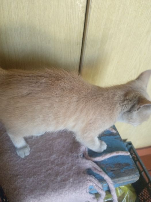 Котик рыжий мальчик