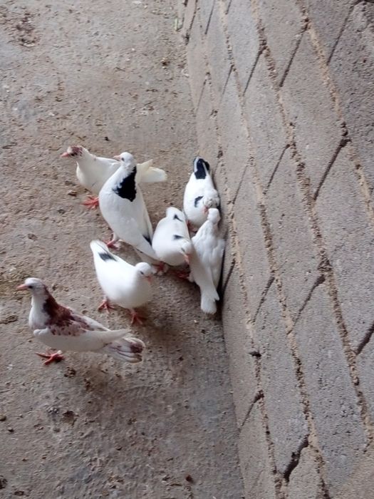 Жужалар сотилади