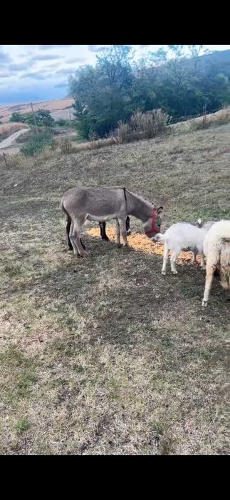 Vand sau schimb magar de 2 ani