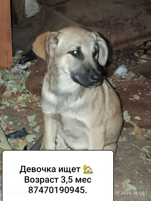 Собачки ищут дом!