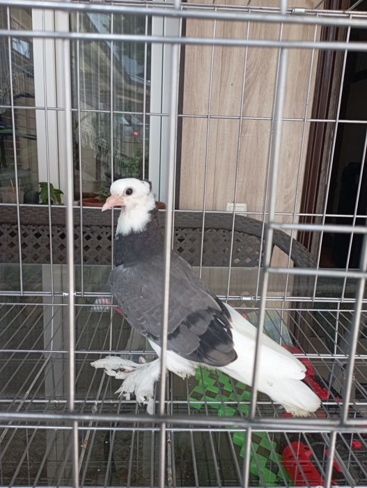 Продам пискуна Адижанца хакка