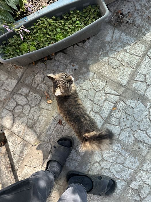 Отдадим кошечку в хорошие руки!