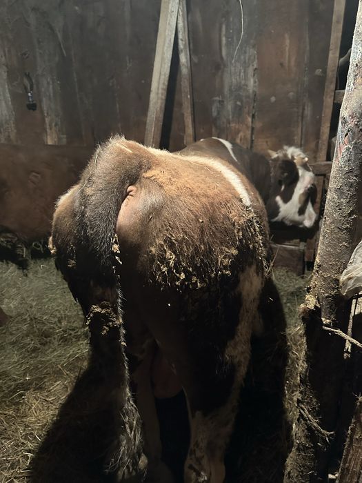 Продам Быка