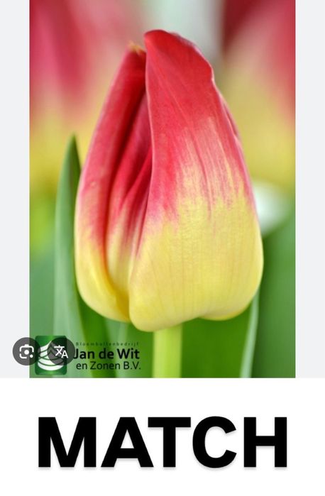 Тюльпаны  Шикарные Оптом и В Розницу