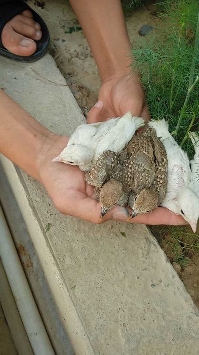 Белая куропатка (ок каклик) oq kaklik