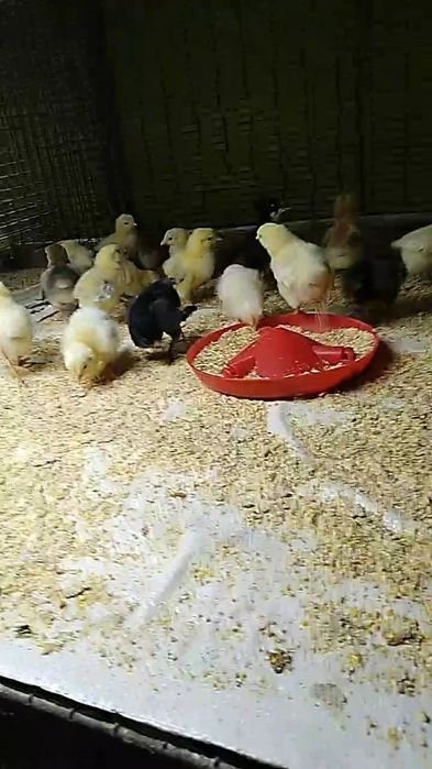 Цыплята суточные домашние