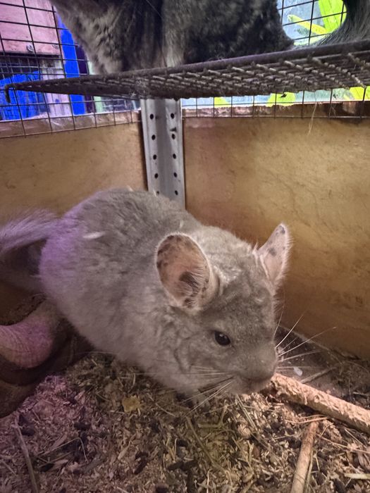 Продаются шиншиллы